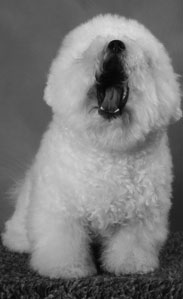 massimorose.se - Bichon Frise klippning - Massimo Rose massimorose.se - Bichon Frise Klippning!